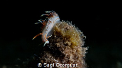 18.05.2022, Gador Nature Reserve reef, 10m depth, 22C tem... by Sagi Otorgust 